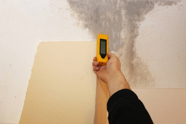 Best Black Mold Removal  in York, AL