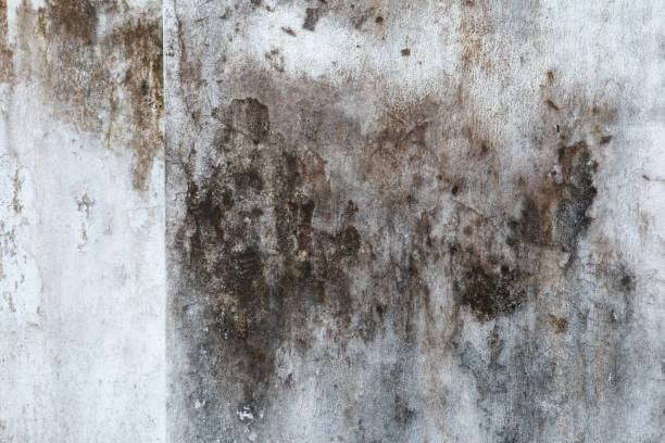 Best Mold Odor Removal Services  in York, AL