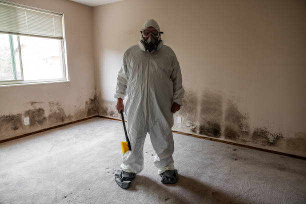 Best Commercial Mold Inspection  in York, AL